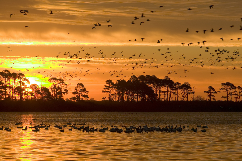 THE CHURCH GOES TO CHINCOTEAGUE