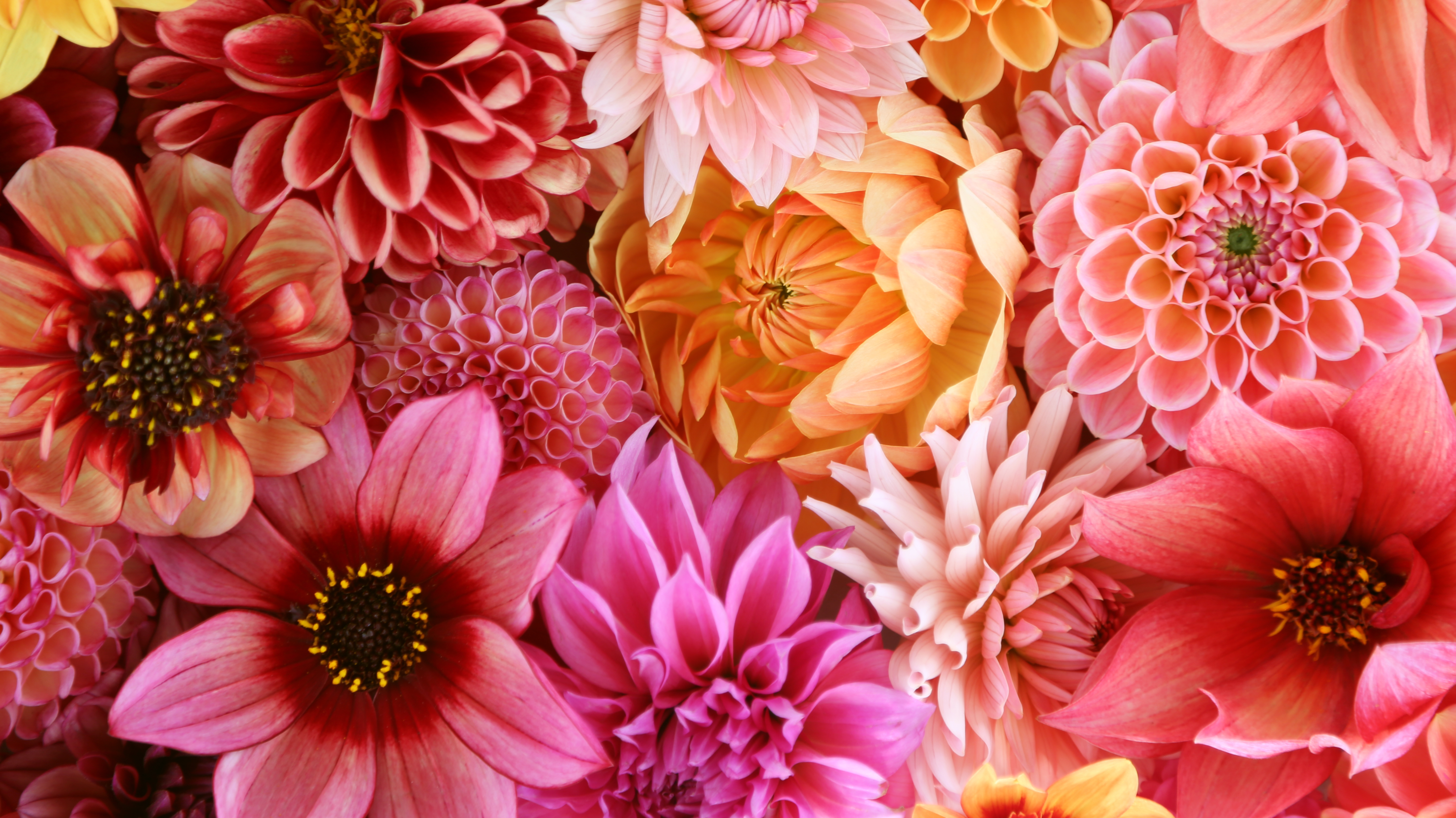 photo shows a variety of cut flowers